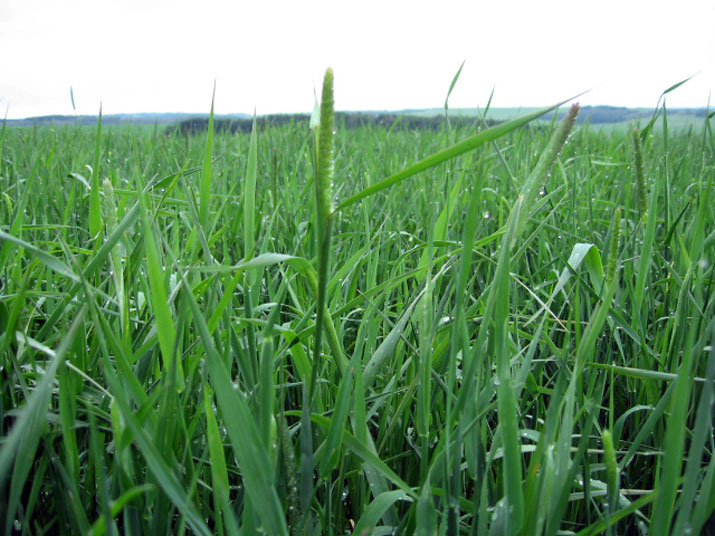 Hay, Grain, Straw