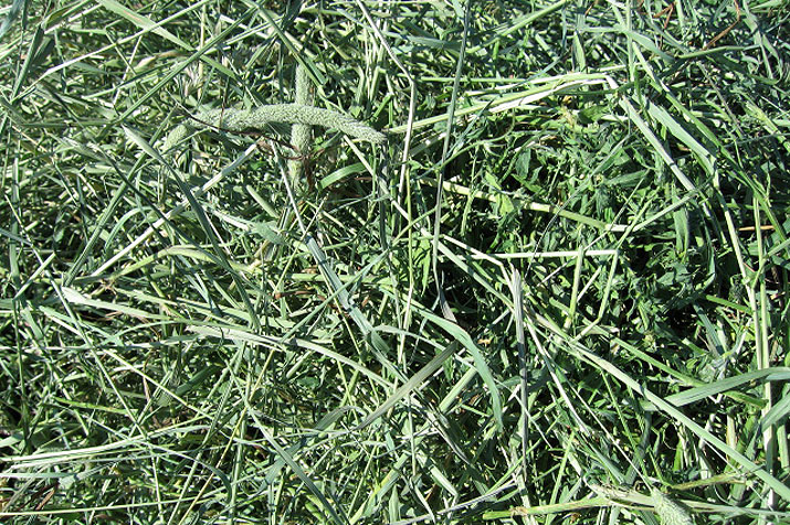 Mixed Hay