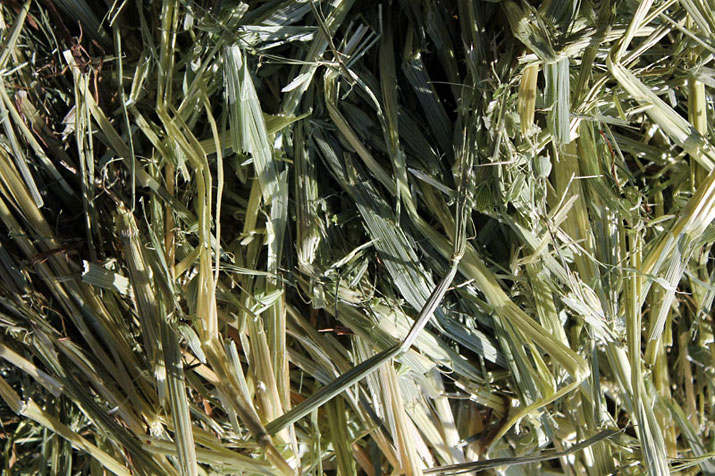 Oaten Hay