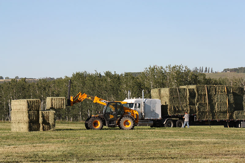 Grain Buyers